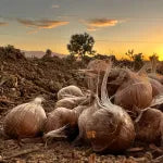 🌹Saffron Bulbs—Gold in the Flower Seeds🌹🔥Buy 1 Get 1 Free🔥