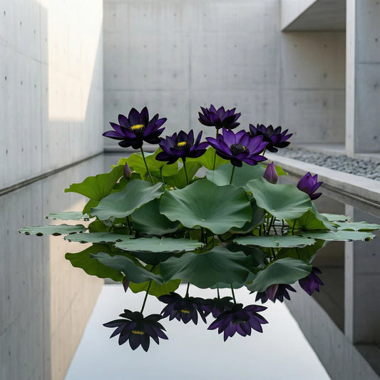 💮Midnight Purple Lotus Seeds🔥Buy 1 Get 1 Free🔥