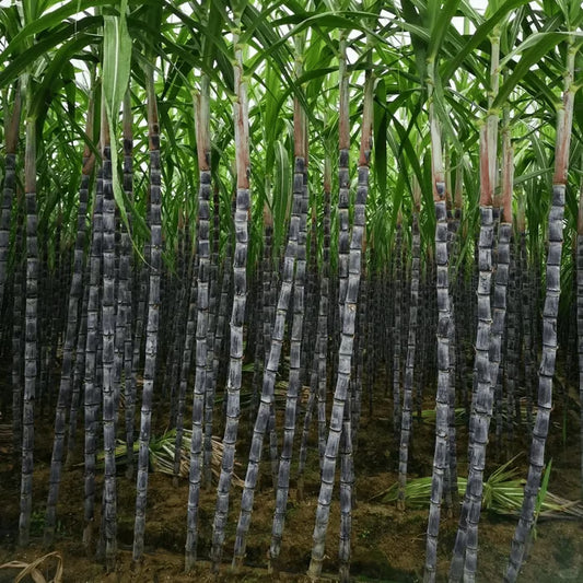 🍃Sweet Harvest Starter Kit 🍃🌱Grow Your Own Sugarcane – High 400 Pills Sugar Cane Seeds ✨ for Easy Home Gardens 🌿! Buy 1 Get 1 Free🌱