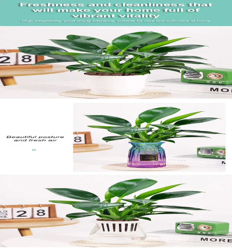 【 lung nourishing drug king 】 golden diamond green plant seeds + 100 grams organic pot mix free