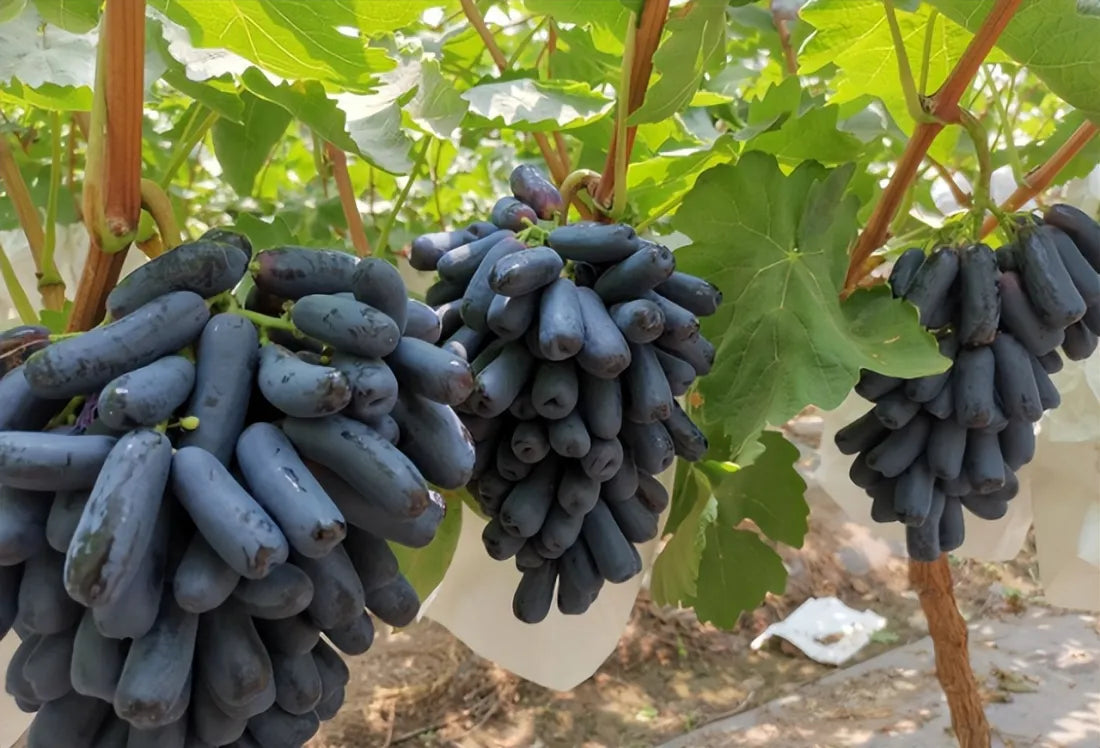 ✨last day 50% off 🍇 high-quaility sapphire grapes seeds🍇✨ 98% germination（high yield）🔥 buy 1 get 1 free! 🔥