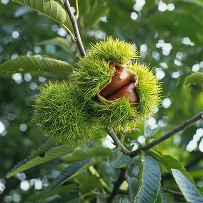 🌰 Dwarf Chestnut Seeds – Sweet and Fragrant Nuts | 🔥Buy 1 Get 1 Free🔥