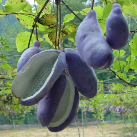 🌿Chocolate Vine Plant Seeds, Akebia Quinata Seeds, Akebia Plant for Outdoor Garden | 🔥Buy 1 Get 1 Free🔥