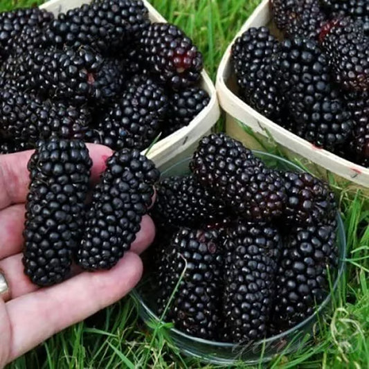 🍇Sweet Blackberry Seeds- a delicious and convenient new choice🍇🔥Buy 1 Get 1 Free🔥
