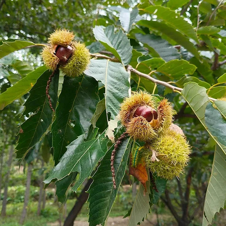 🌰 dwarf chestnut seeds – sweet and fragrant nuts | 🔥buy 1 get 1 free🔥