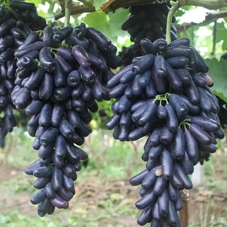 ✨last day 50% off 🍇 high-quaility sapphire grapes seeds🍇✨ 98% germination（high yield）🔥 buy 1 get 1 free! 🔥