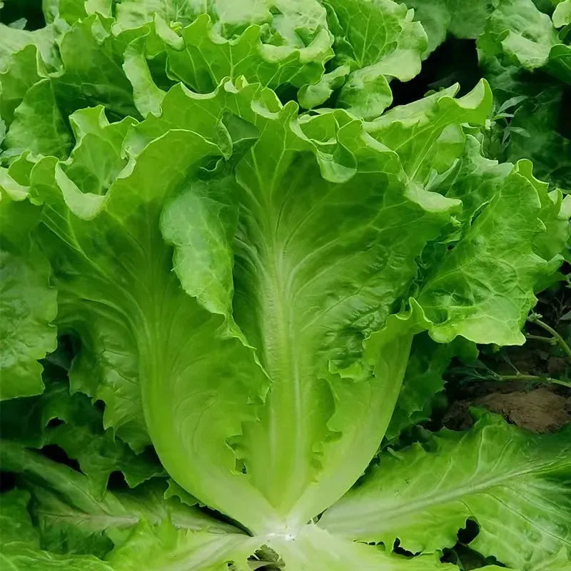 🌱 grow your own italian lettuce from seed — crisp, sweet & easy to harvest 🌿🌟 free organic pot mix 100 grams
