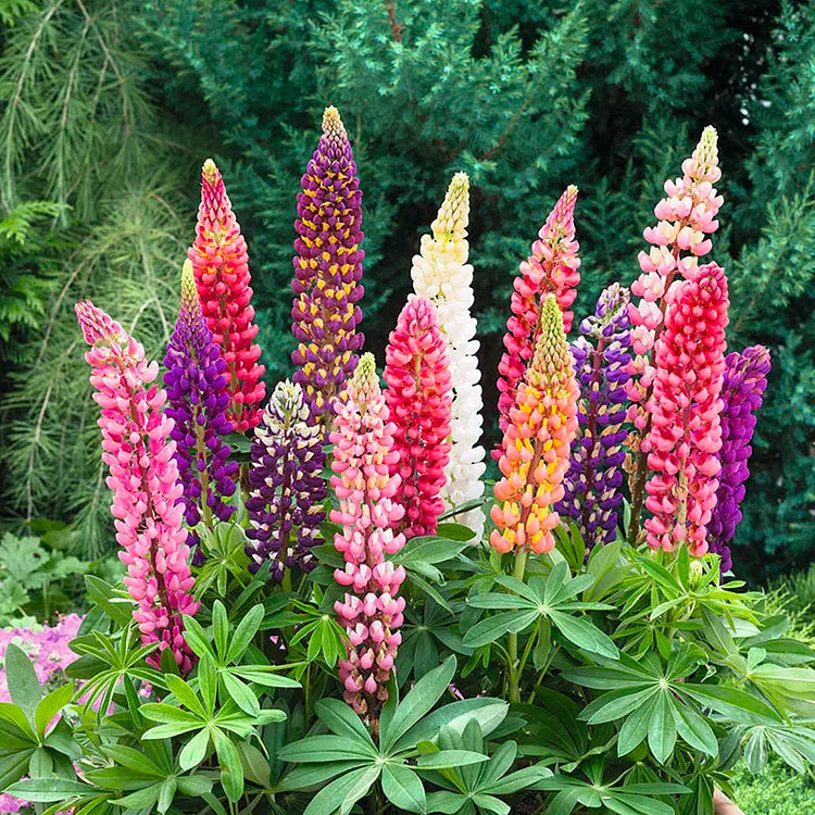 🔥last day 49% off💝🌸🌸premium lupine flower seeds（high yield）100 grams organic pot mix free🌸🌸💝