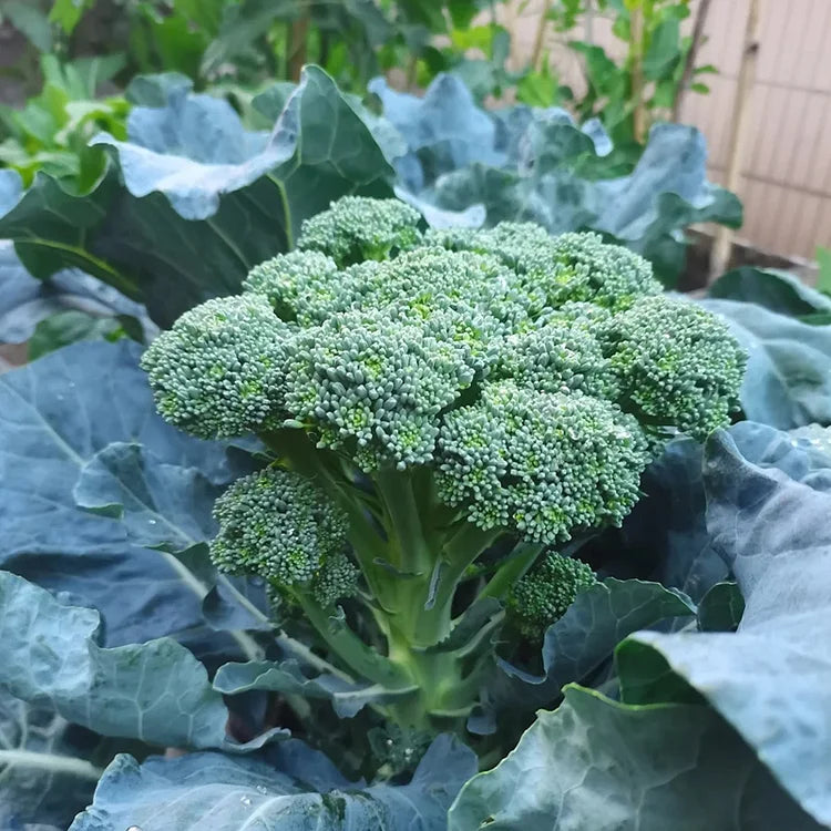🌱 broccoli rabe seeds – harvest tender shoots in just 30 days + 100 grams organic pot mix free