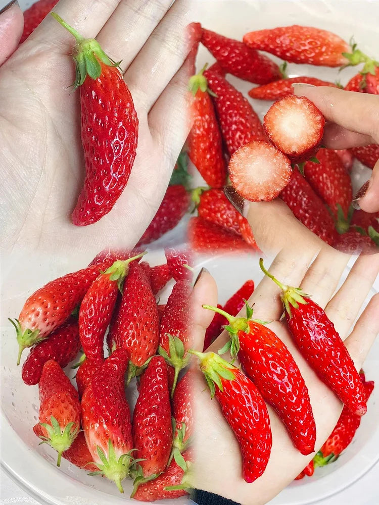 🍌🍓 banana-strawberry seeds – the sweet tropical flavor in your garden 🌿🌟 free organic pot mix 100 grams