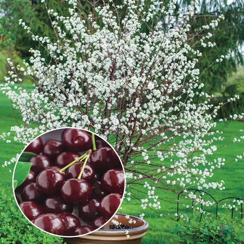 ✨top grade & productive – chilean cherry seeds direct from origin🌱🔥buy 1 get 1 free! 🔥🌱