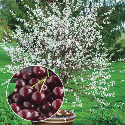 ✨Top Grade & Productive – Chilean Cherry Seeds Direct from Origin🌱🔥BUY 1 GET 1 FREE! 🔥🌱