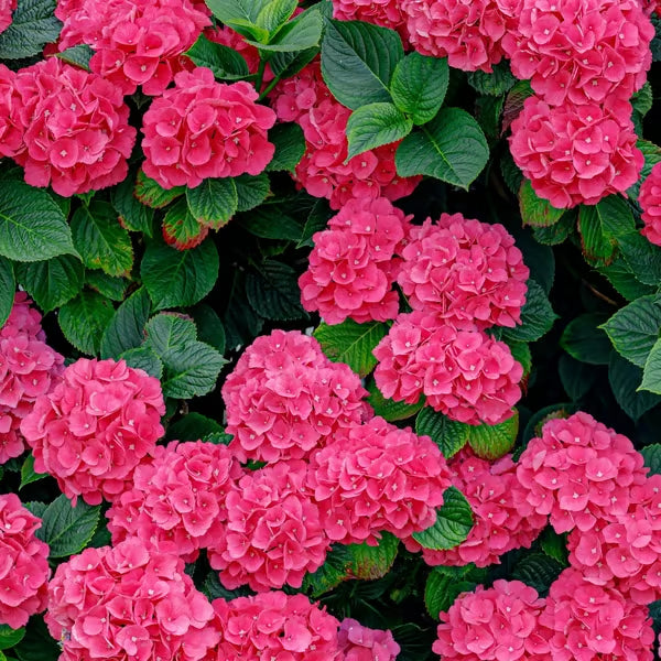 🌈mix hydrangea seeds - beautiful and hardy perennial flowers for your garden🔥buy 1 get 1 free! 🔥🌱🌺
