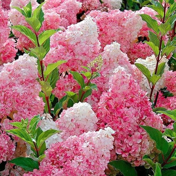 🌈mix hydrangea seeds - beautiful and hardy perennial flowers for your garden🔥buy 1 get 1 free! 🔥🌱🌺