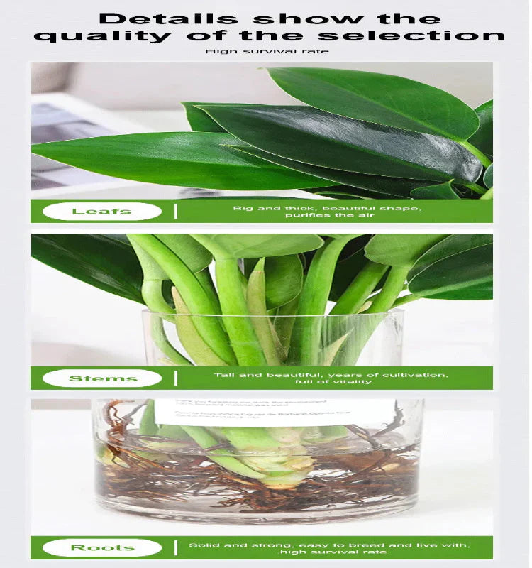 【 lung nourishing drug king 】 golden diamond green plant seeds + 100 grams organic pot mix free