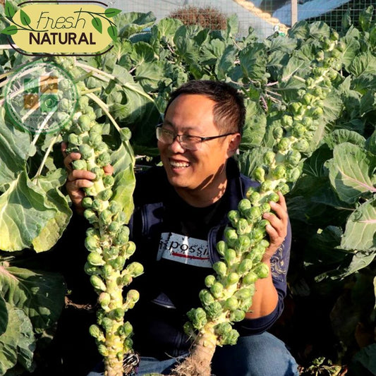 🏆✨ 50% Off for a Limited Time🔥MINI CABBAGE SEEDS🔥BUY 1 GET 1 FREE! 🔥