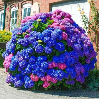 🌈Mix Hydrangea Seeds - Beautiful and Hardy Perennial Flowers for Your Garden🔥BUY 1 GET 1 FREE! 🔥🌱🌺