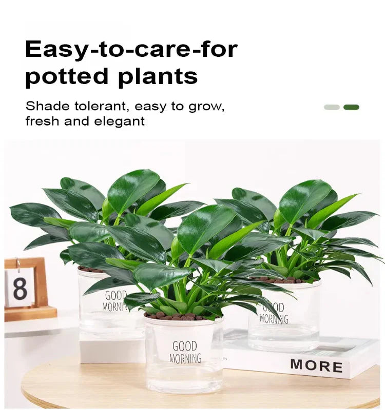 【 lung nourishing drug king 】 golden diamond green plant seeds + 100 grams organic pot mix free