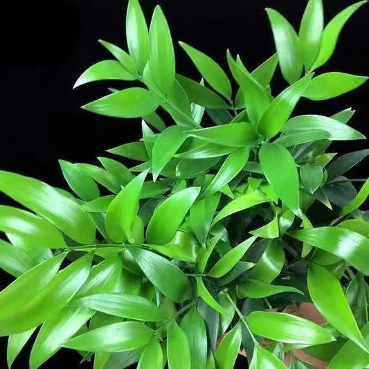 🏆Evergreen Lucky Bamboo Seeds | 🔥Buy 1 Get 1 Free🔥