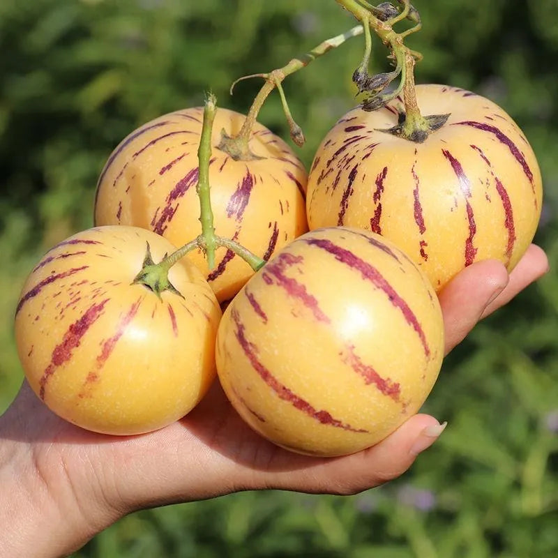 🌿✨ginseng fruit seeds: discover the power of nature in your garden! 🔥free 100 grams organic pot mix🔥