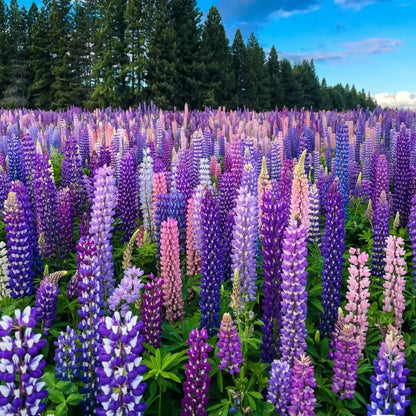 🔥Last Day 49% OFF💝🌸🌸Premium Lupine Flower Seeds（High Yield）100 Grams Organic Pot Mix Free🌸🌸💝