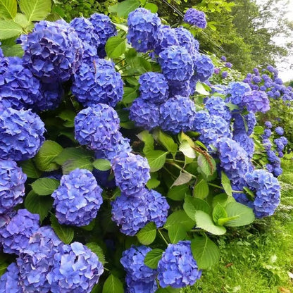 🌈Mix Hydrangea Seeds - Beautiful and Hardy Perennial Flowers for Your Garden🔥BUY 1 GET 1 FREE! 🔥🌱🌺