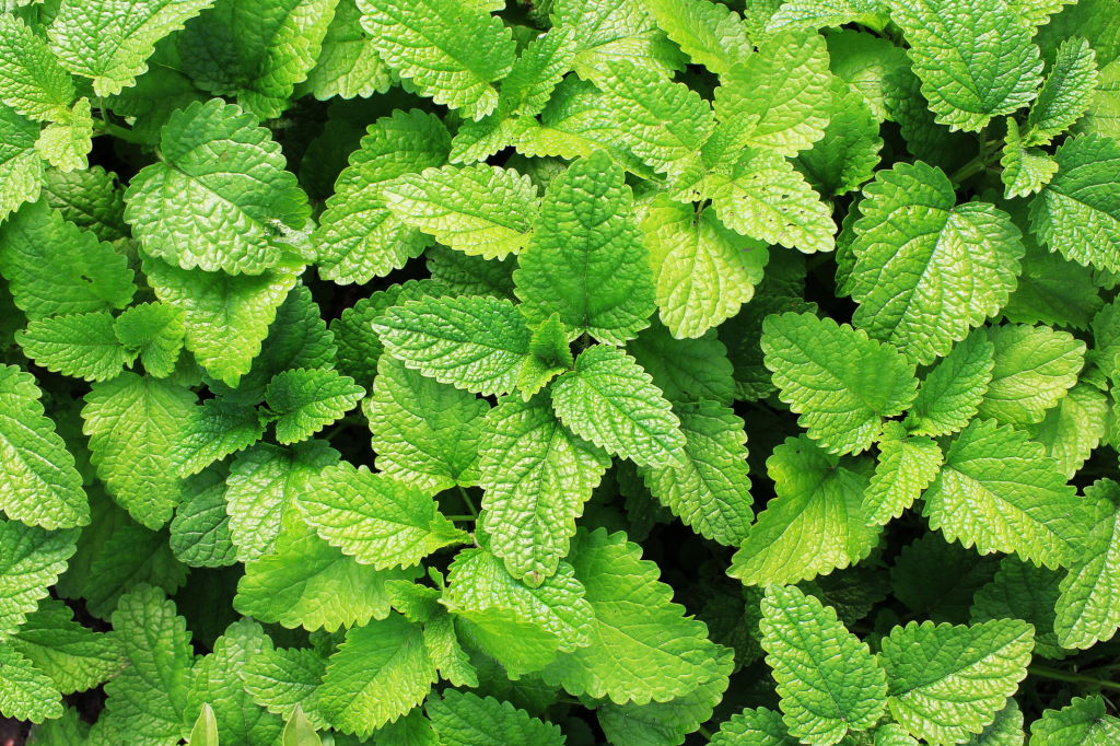 🌿 mint seeds – fresh, healthy & easy to grow | 🔥buy 1 get 1 free🔥