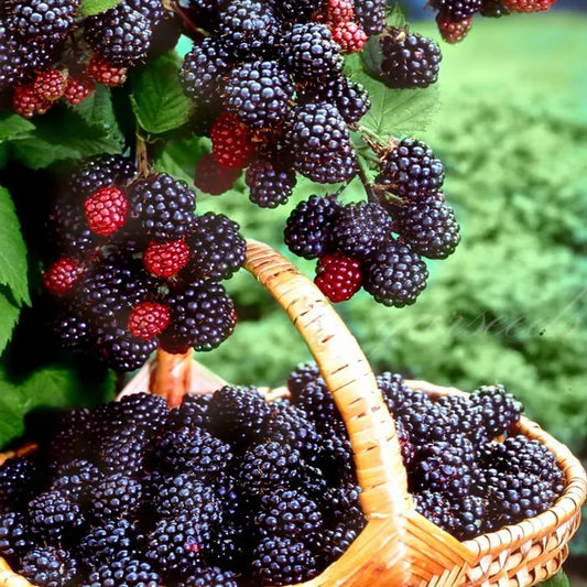 🍇Sweet Blackberry Seeds- a delicious and convenient new choice🍇🔥Buy 1 Get 1 Free🔥