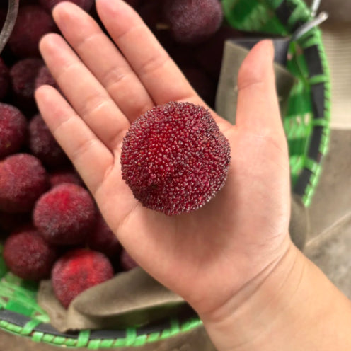 GIANT BAYBERRY SEEDS: PING-PONG BALL SIZE, ⭐STRAWBERRY-CHERRY FUSION FLAVOR | 🔥Buy 1 Get 1 Free🔥