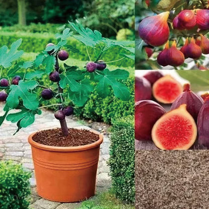 🏆 New Harvest🌿Brown Turkey Fig Seeds –High Yield & Easy to Grow (Container Friendly & 99% Germination)🌱BUY 1 GET 1 FREE! 🌱