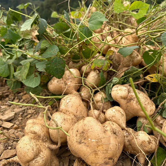 MUMA MOUNTAIN SWEET POTATO SEEDS | 🔥Buy 1 Get 1 Free🔥