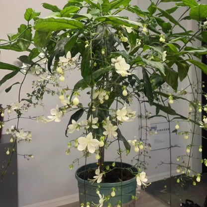 🌸Winter-Friendly Hanging Jasmine Seeds—Dreamy Indoor Flower🌿🌸❄️ BUY 1 GET 1 FREE! ❄️🌸
