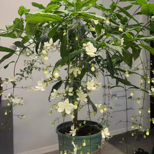 🌸Winter-Friendly Hanging Jasmine Seeds—Dreamy Indoor Flower🌿🌸❄️ BUY 1 GET 1 FREE! ❄️🌸