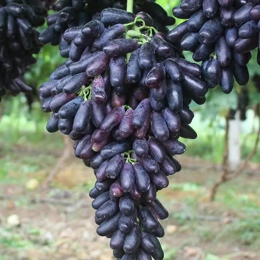 ✨Last Day 50% OFF 🍇 High-Quaility Sapphire Grapes Seeds🍇✨ 98% Germination（High Yield）🔥 BUY 1 GET 1 FREE! 🔥