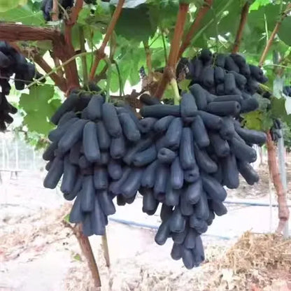 ✨Last Day 50% OFF 🍇 High-Quaility Sapphire Grapes Seeds🍇✨ 98% Germination（High Yield）🔥 BUY 1 GET 1 FREE! 🔥
