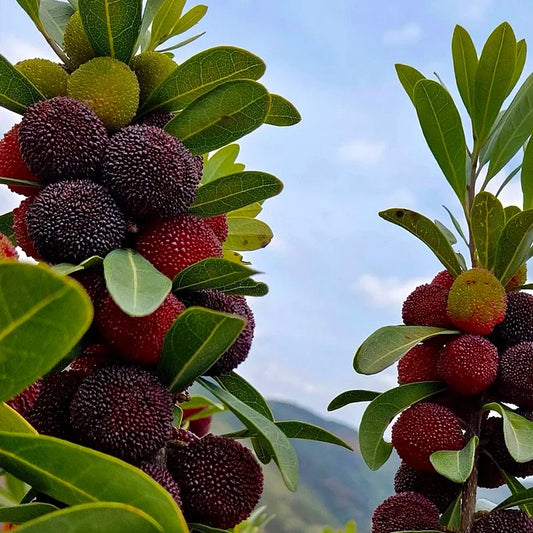 GIANT BAYBERRY SEEDS: PING-PONG BALL SIZE, ⭐STRAWBERRY-CHERRY FUSION FLAVOR | 🔥Buy 1 Get 1 Free🔥