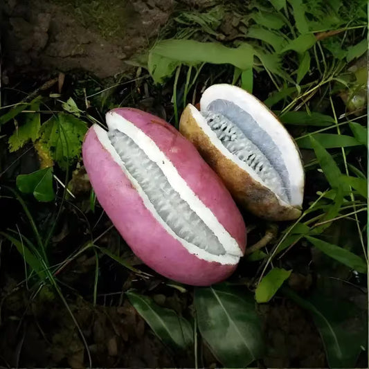 🌿Chocolate Vine Plant Seeds, Akebia Quinata Seeds, Akebia Plant for Outdoor Garden | 🔥Buy 1 Get 1 Free🔥