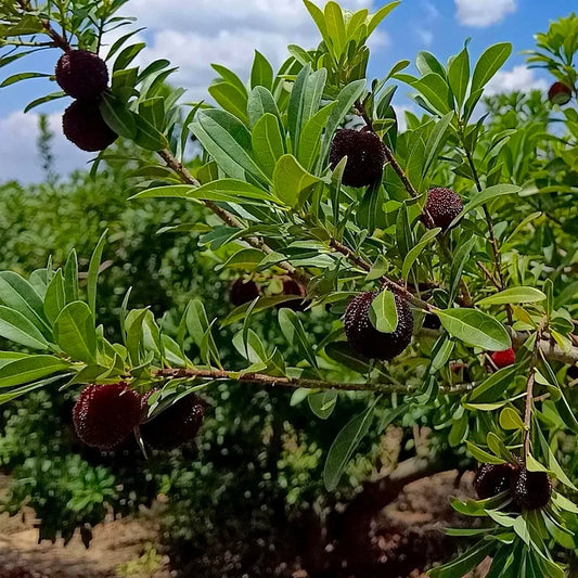 GIANT BAYBERRY SEEDS: PING-PONG BALL SIZE, ⭐STRAWBERRY-CHERRY FUSION FLAVOR | 🔥Buy 1 Get 1 Free🔥