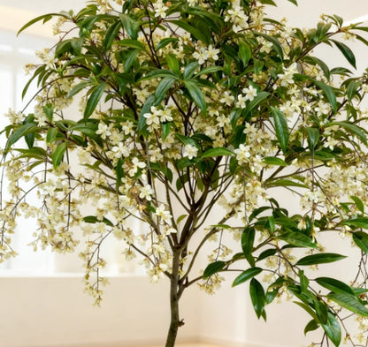 🌸Winter-Friendly Hanging Jasmine Seeds—Dreamy Indoor Flower🌿🌸❄️ BUY 1 GET 1 FREE! ❄️🌸