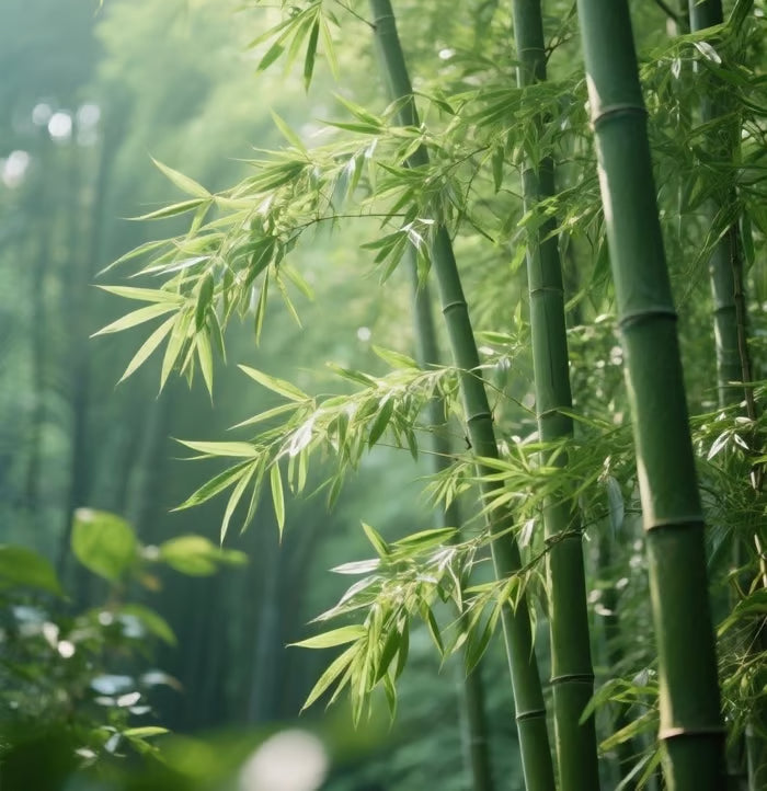 🏆evergreen lucky bamboo seeds | 🔥buy 1 get 1 free🔥