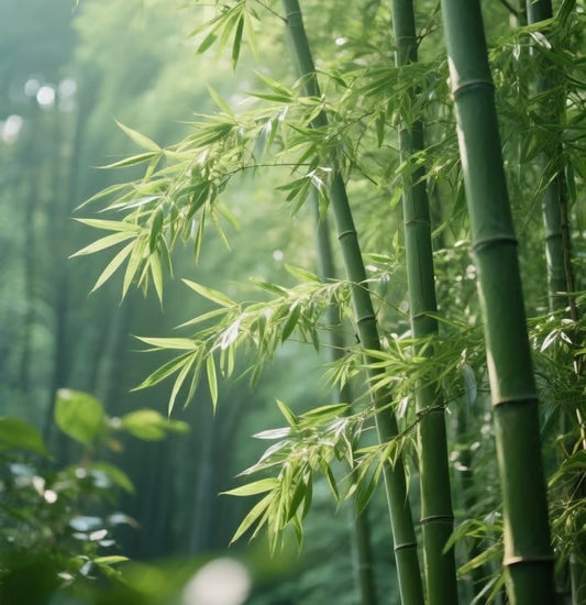 🏆Evergreen Lucky Bamboo Seeds | 🔥Buy 1 Get 1 Free🔥