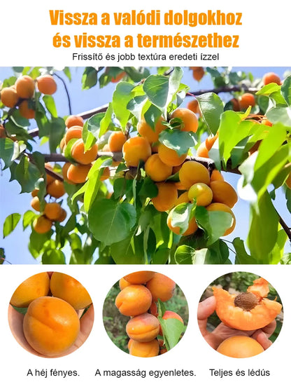 🎁Last Day Promotion 49% OFF🔥🌱High Yielding, Easy-to-Vitalize Apricot Tree Seeds 🌱🔥BUY 1 GET 1 FREE! 🔥