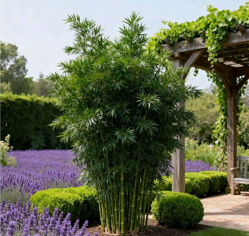 🏆evergreen lucky bamboo seeds | 🔥buy 1 get 1 free🔥