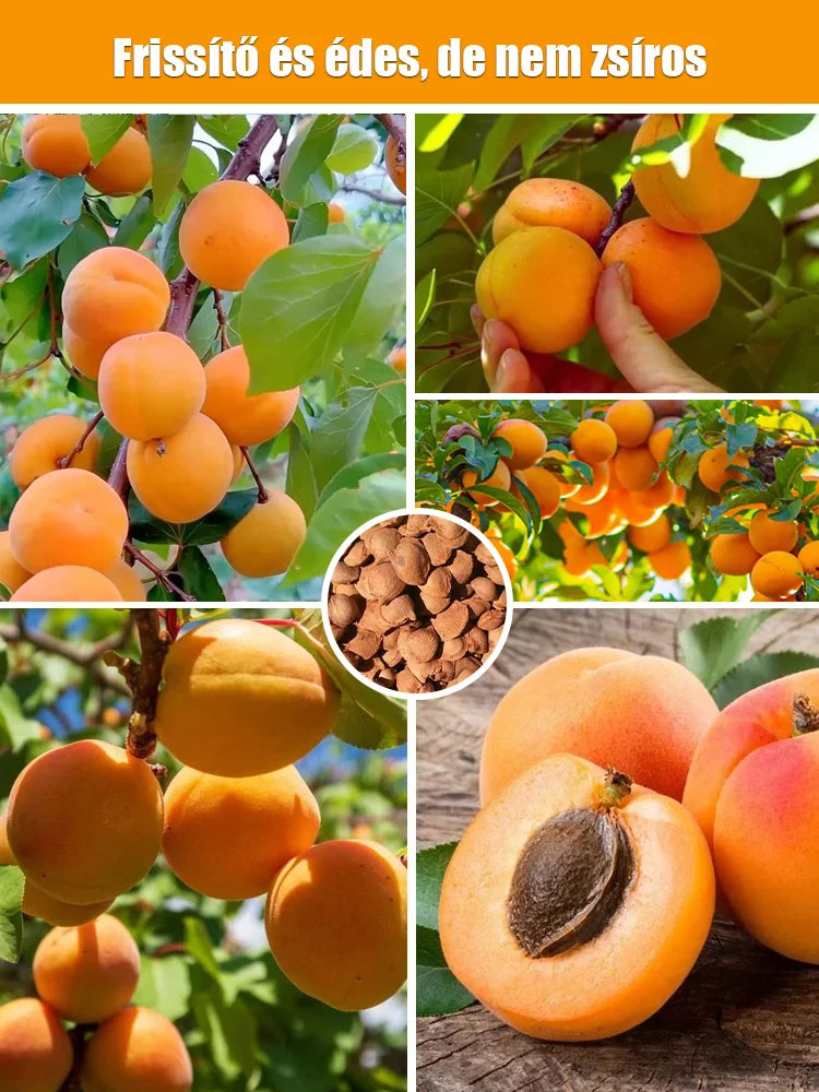 🎁last day promotion 49% off🔥🌱high yielding, easy-to-vitalize apricot tree seeds 🌱🔥buy 1 get 1 free! 🔥