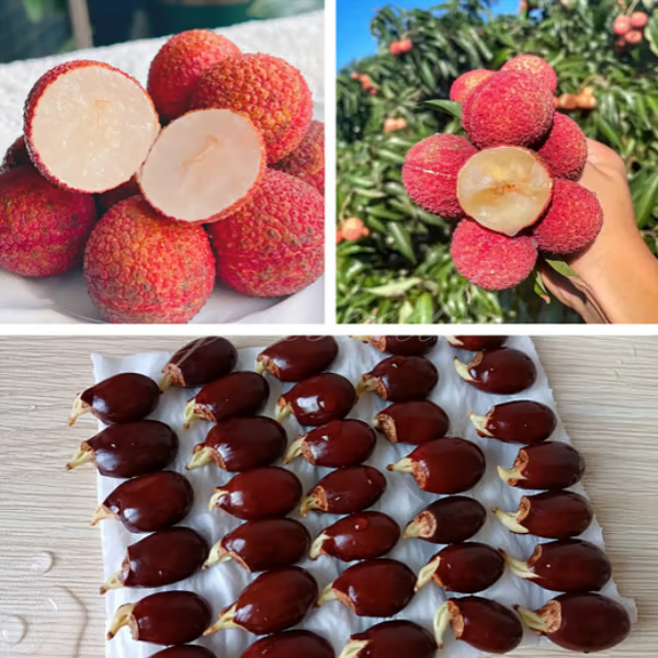 100% pure & high yield✨high quality seedless lychee seeds😋🔥buy 1 get 1 free🔥