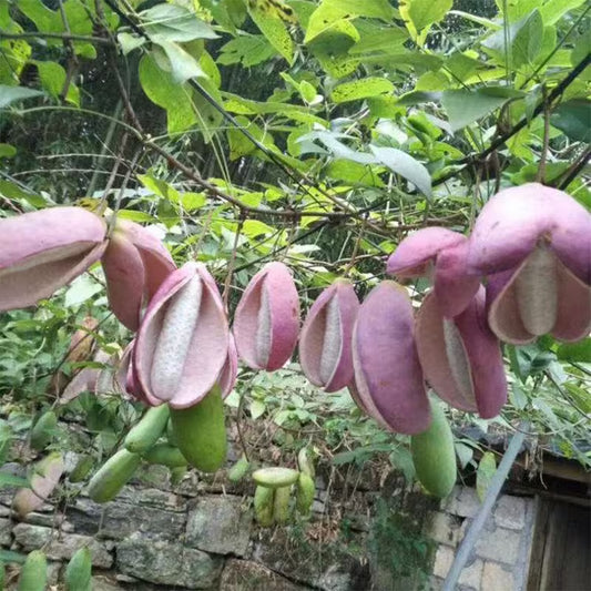 🌿Chocolate Vine Plant Seeds, Akebia Quinata Seeds, Akebia Plant for Outdoor Garden | 🔥Buy 1 Get 1 Free🔥