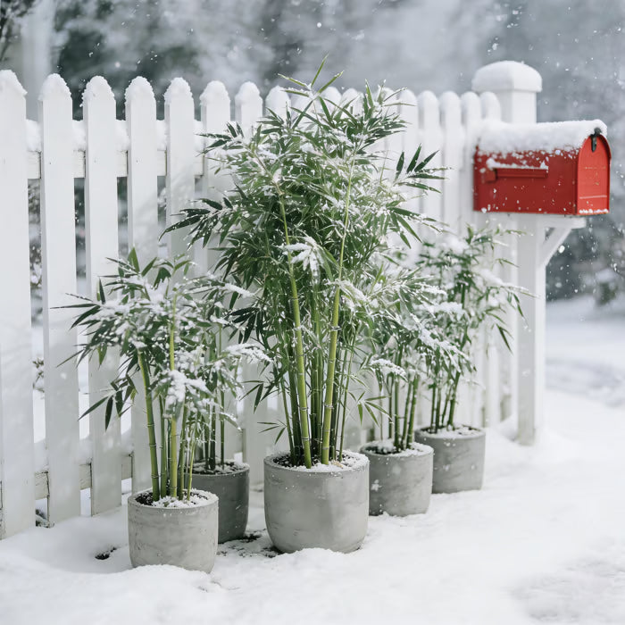 🏆evergreen lucky bamboo seeds | 🔥buy 1 get 1 free🔥