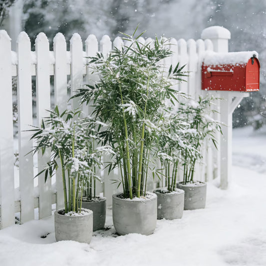 🏆Evergreen Lucky Bamboo Seeds | 🔥Buy 1 Get 1 Free🔥