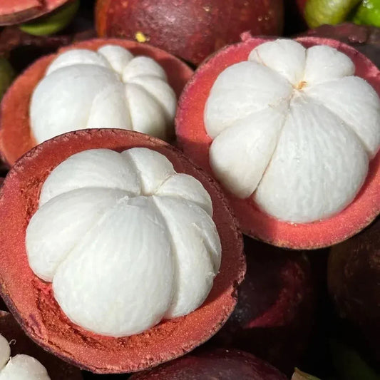 ✨Mangosteen Seeds – High yield, sweet and juicy flesh! ✨🔥Buy 1 Get 1 Free🔥