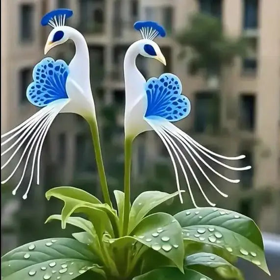 🌸🌸 peacock flower bulbs — plant hope, watch splendor bloom!🌸🌸 🌱buy 1 get 1 free! 🌱